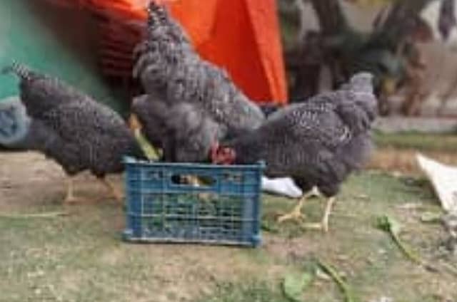 Aseel and plymoth fertile eggs for sale. 7