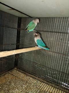 lovebird pair 03. . 10. . 44. . 24. . 695