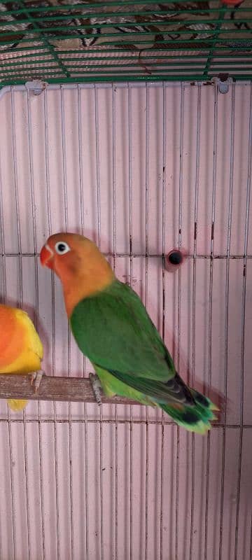 Lovebirds 1