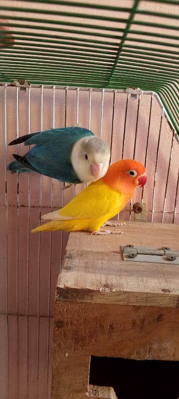 Lovebirds 4