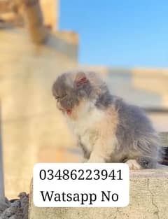 Persian Kitten Triple Coated # Watsapp. 03486223941