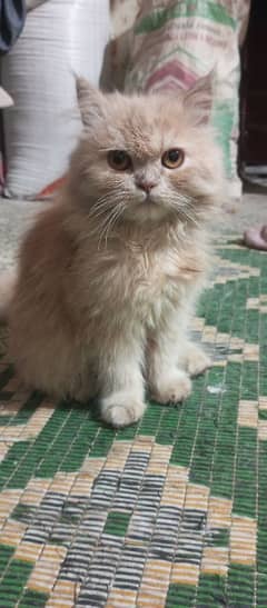 Persian cat