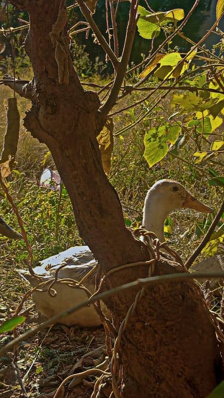 ducks pair for sale 1