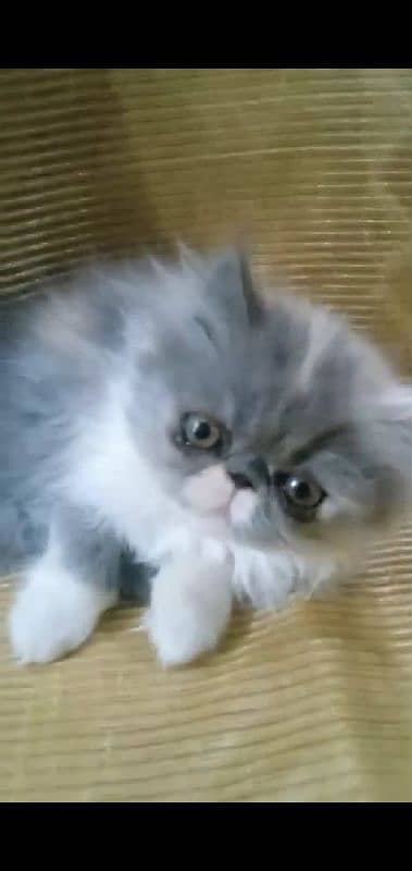 Persian kitten Triple Coated Watsapp 03486223941 0