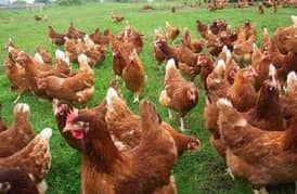 lohman Brown Fresh Stater Eggs laying Hens available _320Eggs per year