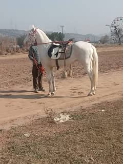 Brand Nukra horse for sale