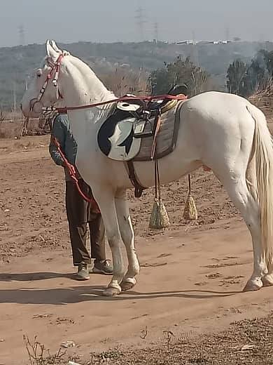 Brand Nukra horse for sale 1