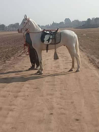 Brand Nukra horse for sale 2