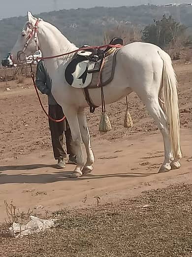 Brand Nukra horse for sale 3