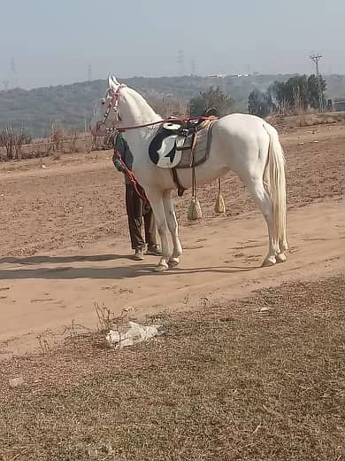 Brand Nukra horse for sale 4