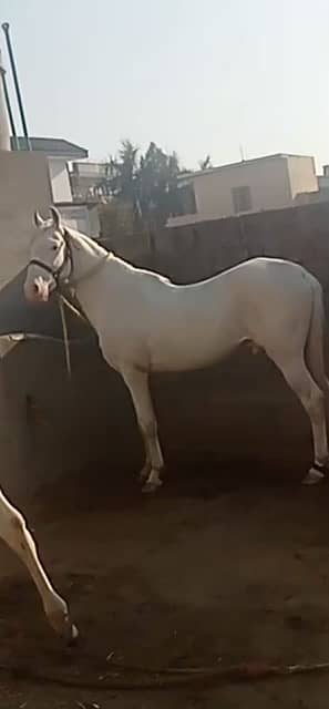 Brand Nukra horse for sale 5