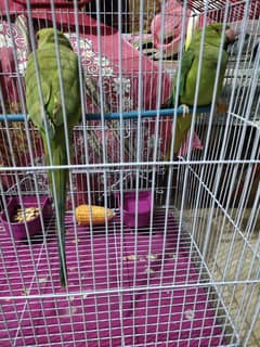 parrot pair for sell