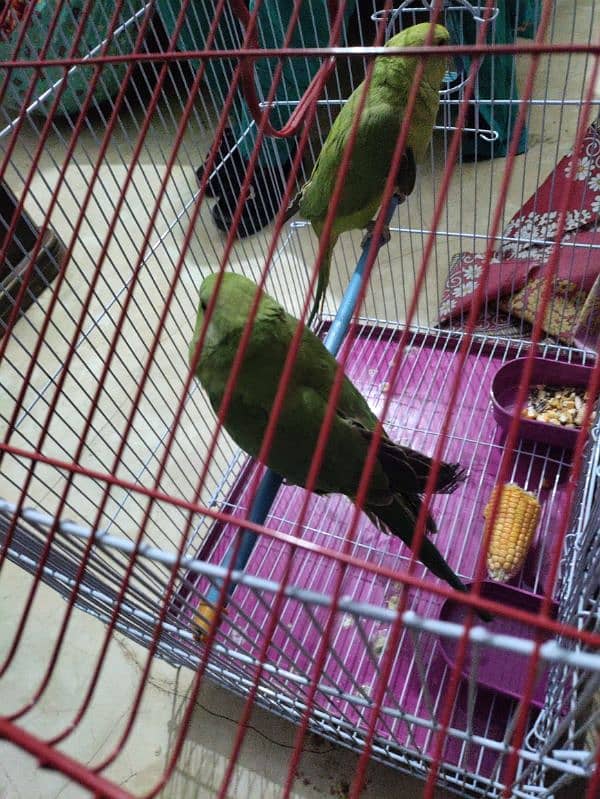 parrot pair for sell 1