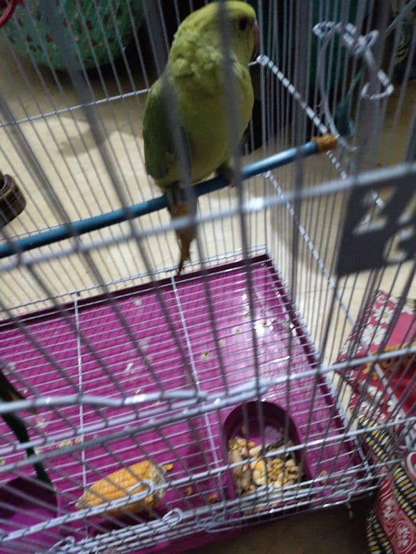 parrot pair for sell 2