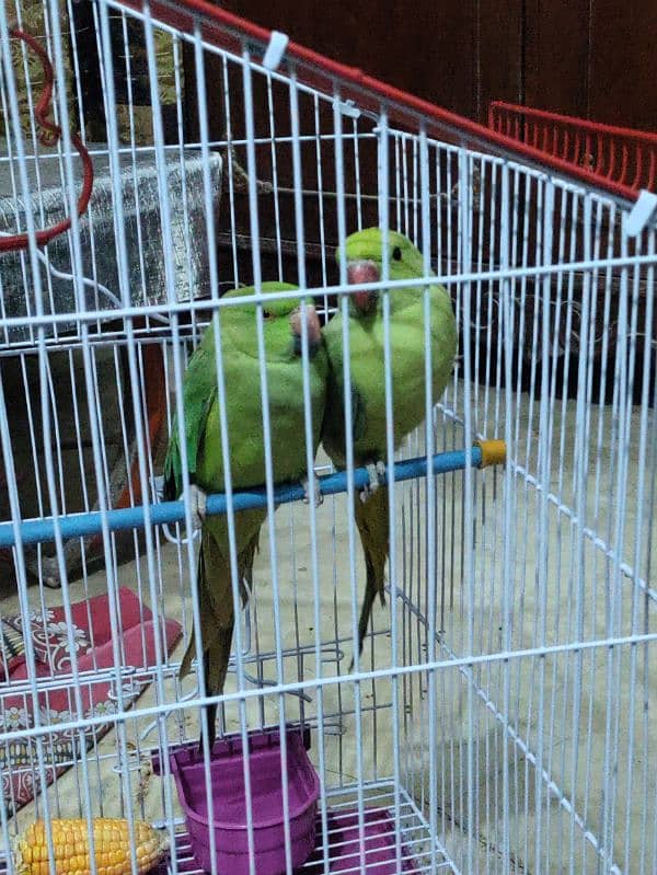 parrot pair for sell 3