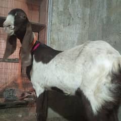 2 month pregnant bakri for sale