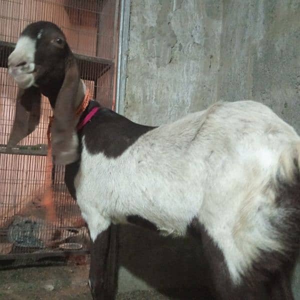 2 month pregnant bakri for sale 0