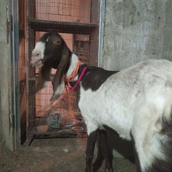 2 month pregnant bakri for sale 1