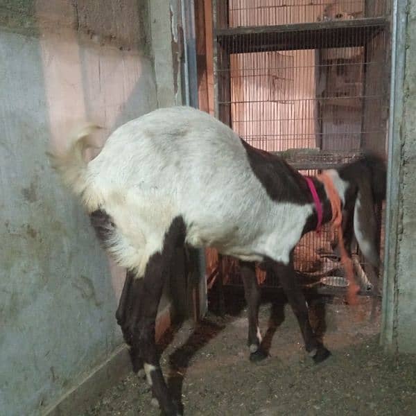 2 month pregnant bakri for sale 2