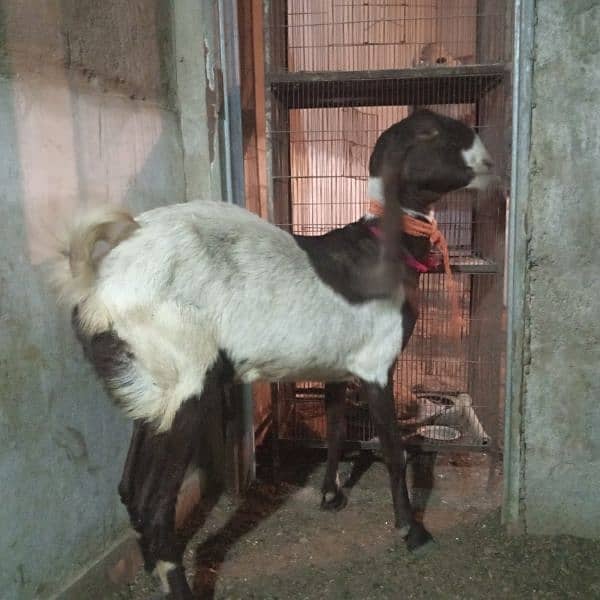 2 month pregnant bakri for sale 3