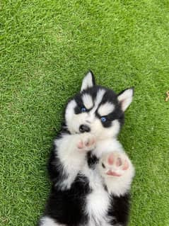 Alaskan Malamute Puppies/High Quality Dog