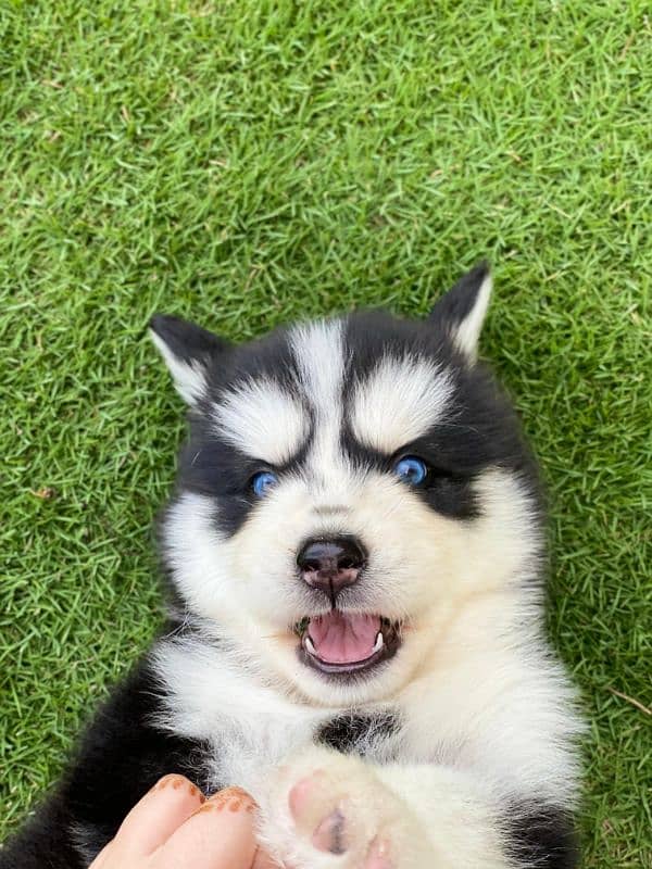 Alaskan Malamute Puppies/High Quality Dog 2