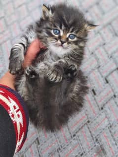 Persian tabby color male kitten