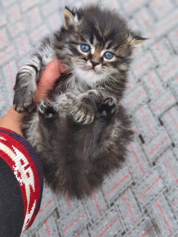 Persian tabby color male kitten 0