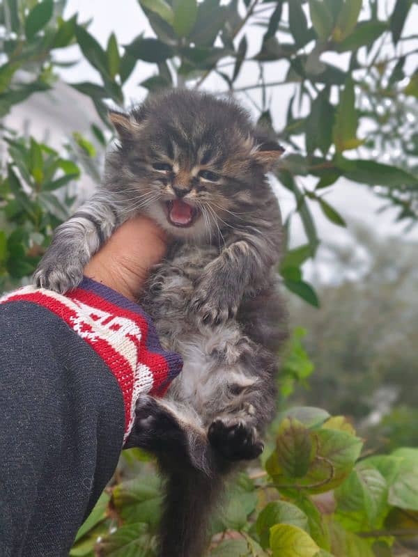 Persian tabby color male kitten 1