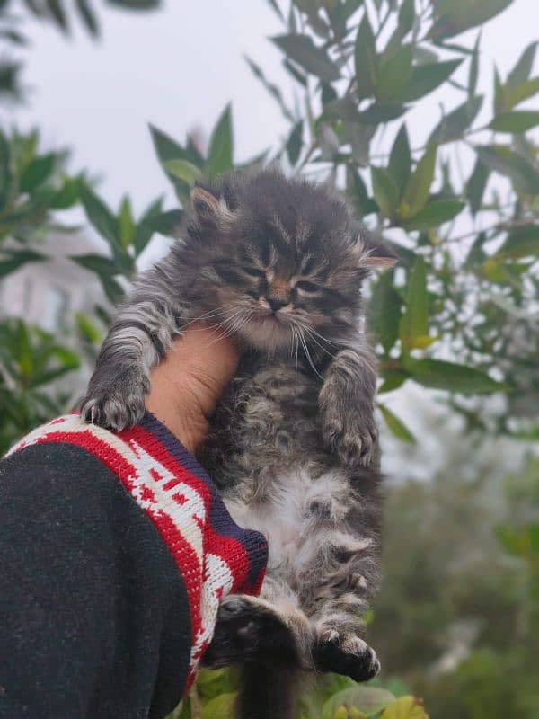 Persian tabby color male kitten 2