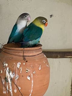 Love Bird Pair