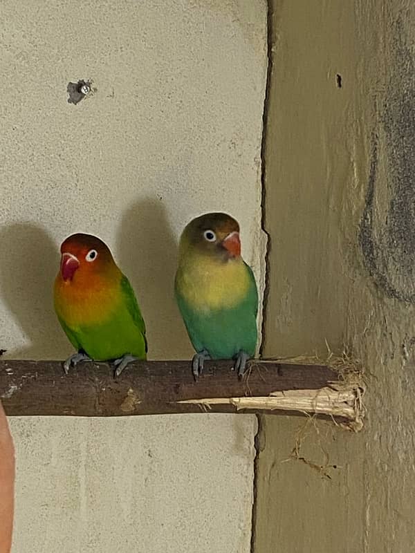 Love Bird Pair 3