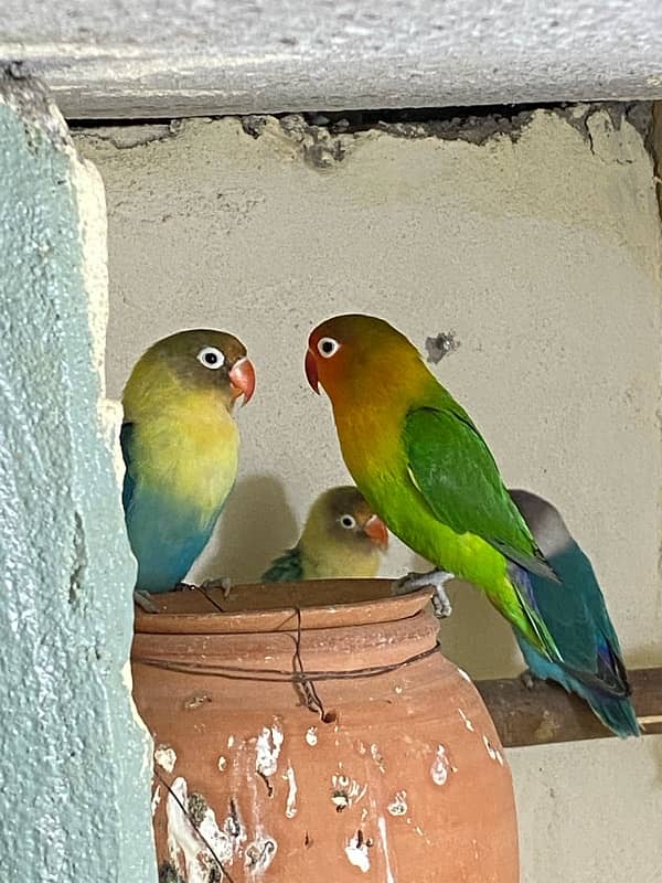 Love Bird Pair 4