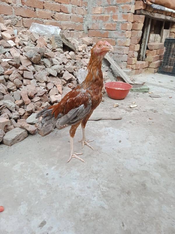 mianwali Aseel pair for sale exchange possible 0