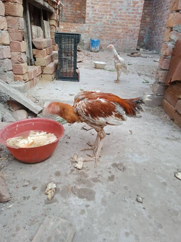 mianwali Aseel pair for sale exchange possible 5