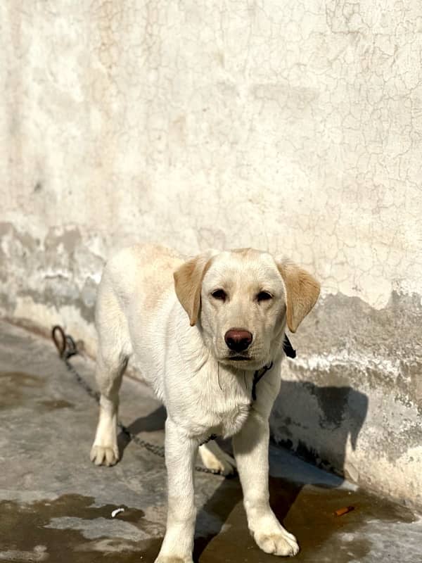 Labrador puppy 0