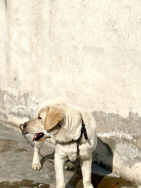 Labrador puppy 1