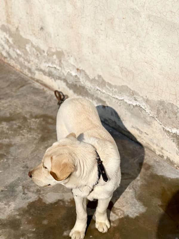 Labrador puppy 2