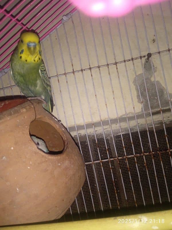 withCage & Australian Bird with pairs and small babies all to all sale 2