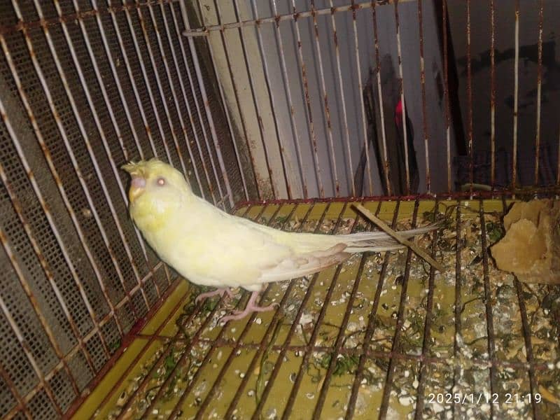 withCage & Australian Bird with pairs and small babies all to all sale 4