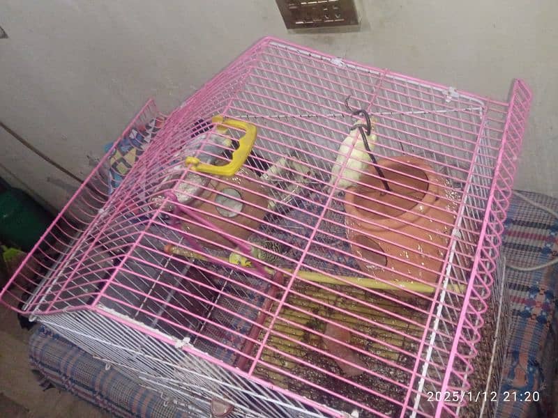 withCage & Australian Bird with pairs and small babies all to all sale 5