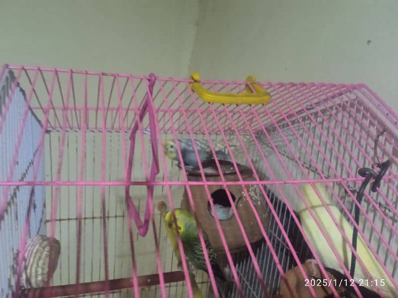 withCage & Australian Bird with pairs and small babies all to all sale 6