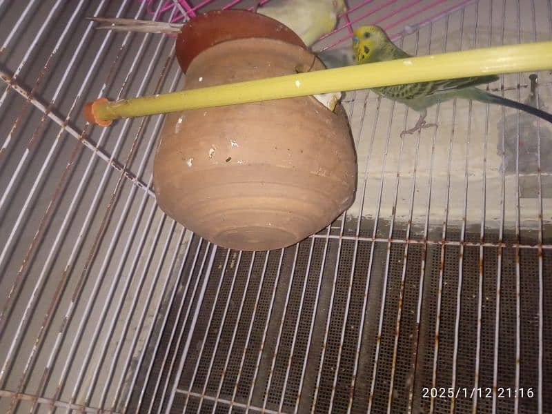 withCage & Australian Bird with pairs and small babies all to all sale 7