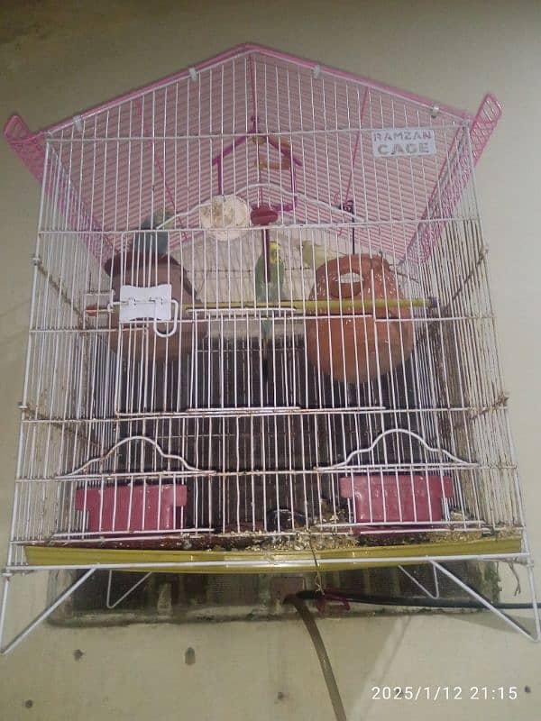 withCage & Australian Bird with pairs and small babies all to all sale 8