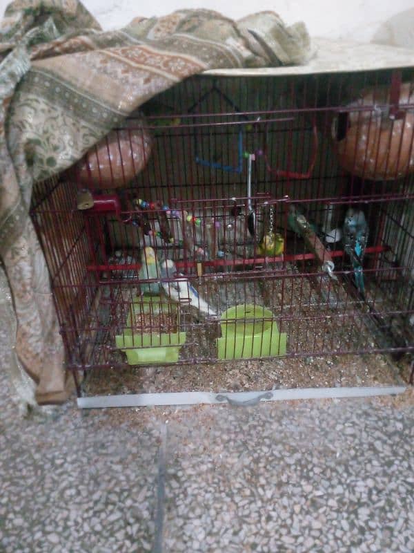 astrilan toty 4 pairs breeding pairs eggs day ha  cages b saht ha 1