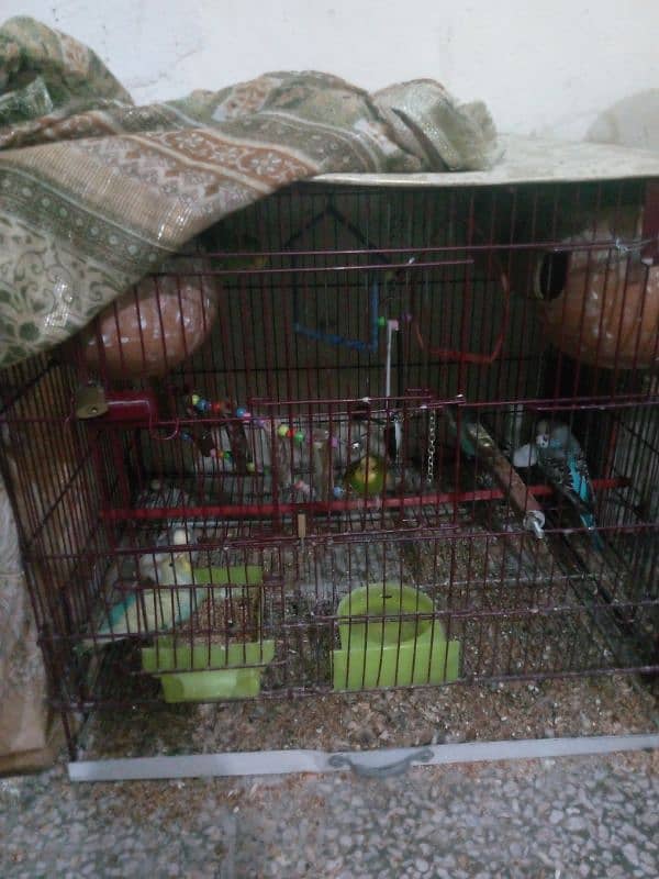 astrilan toty 4 pairs breeding pairs eggs day ha  cages b saht ha 3