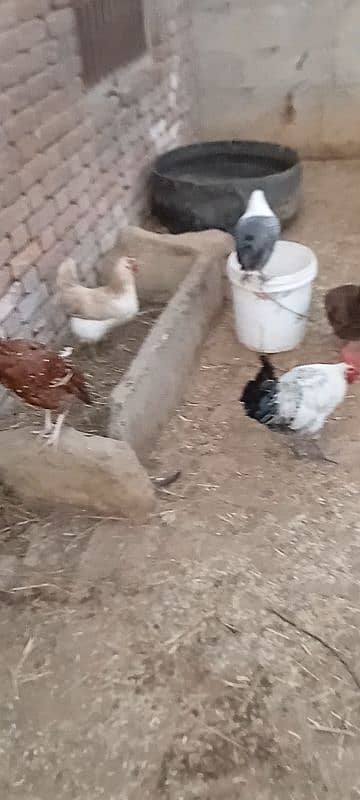 golden misri egg laying hens available 12 piece 03285115950 whatsappp 1