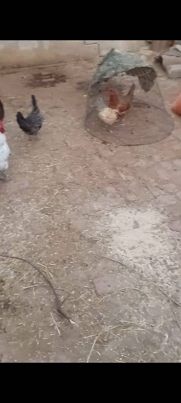 golden misri egg laying hens available 12 piece 03285115950 whatsappp 2