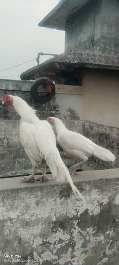 Paper White Heera Aseel Pair For Sale