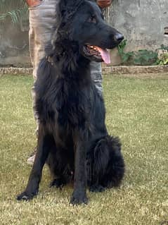 German shepherd available for sale